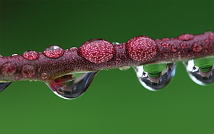 closeup photography of water droplets on red stem